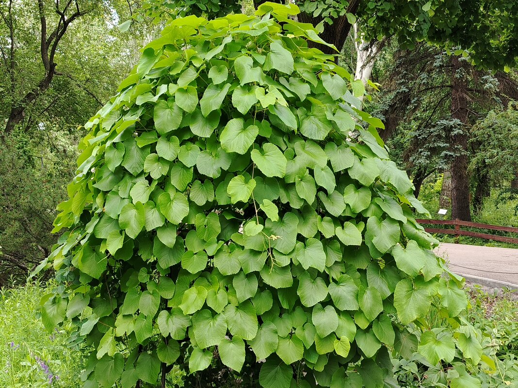 Почти елочка - Надежда 