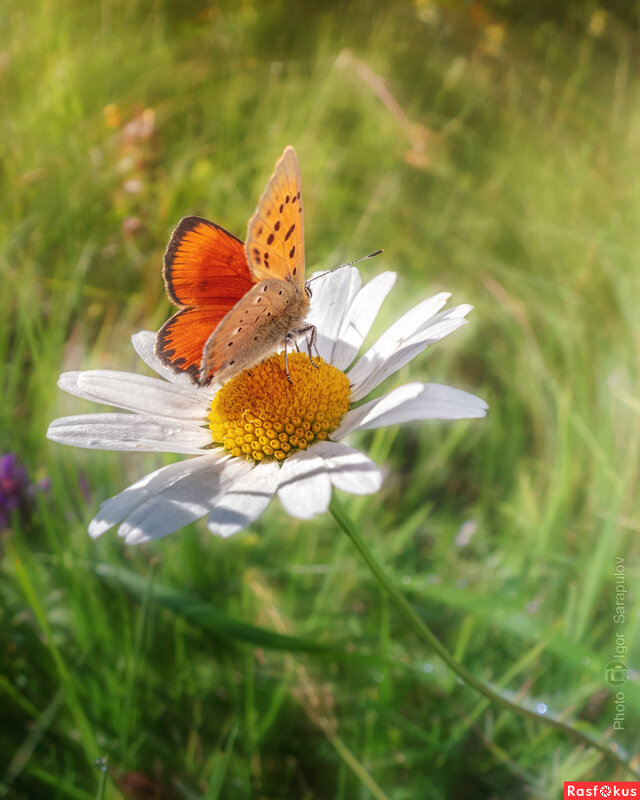 Червонец огненный - Игорь Сарапулов