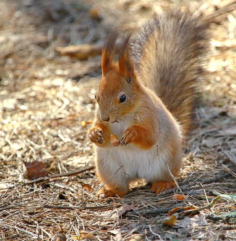 игры с орешком... - Andrey Bragin игры с орешком... - Andrey Bragin