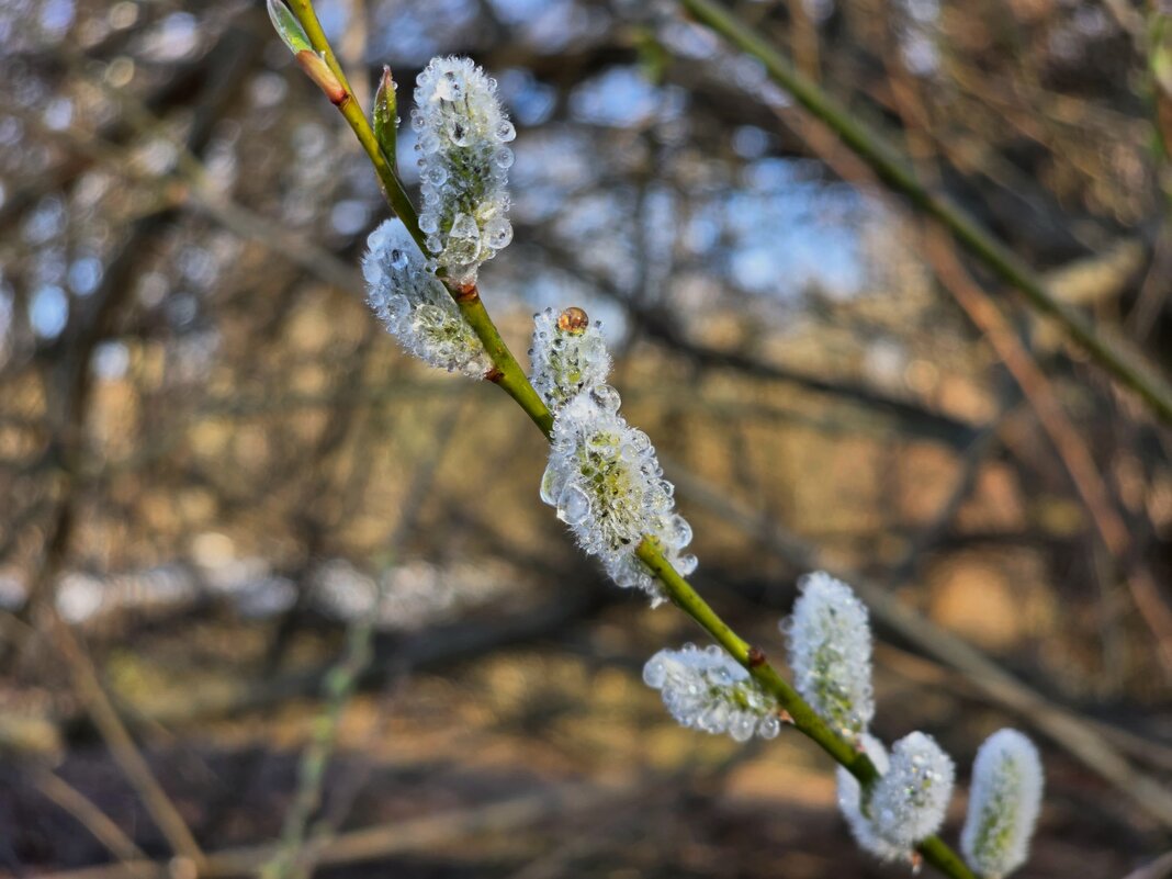 Капельки воды на сережках - Мария Яковлева