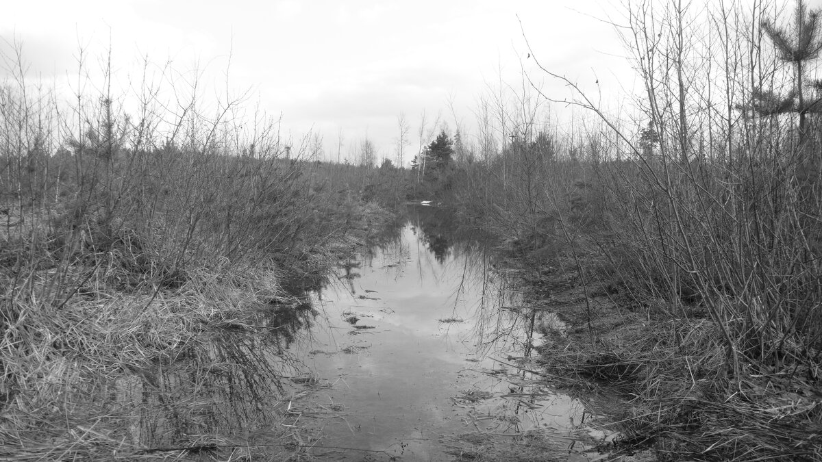 Мечты о ч/б Лейке 89. - Михаил Елочкин