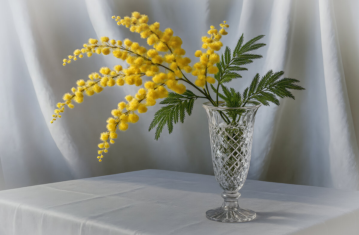 Мимоза - Aleksey Afonin