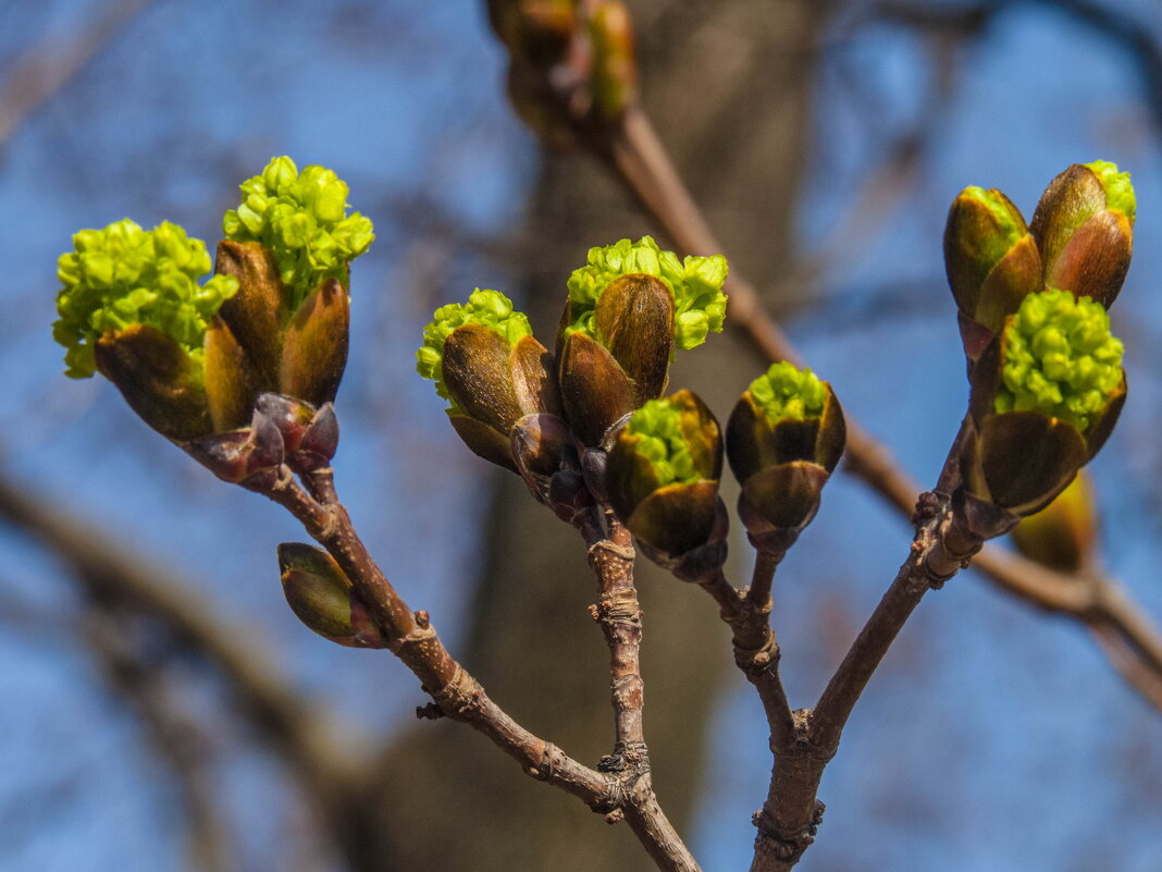 Когда цветут деревья... - Наталья Rosenwasser