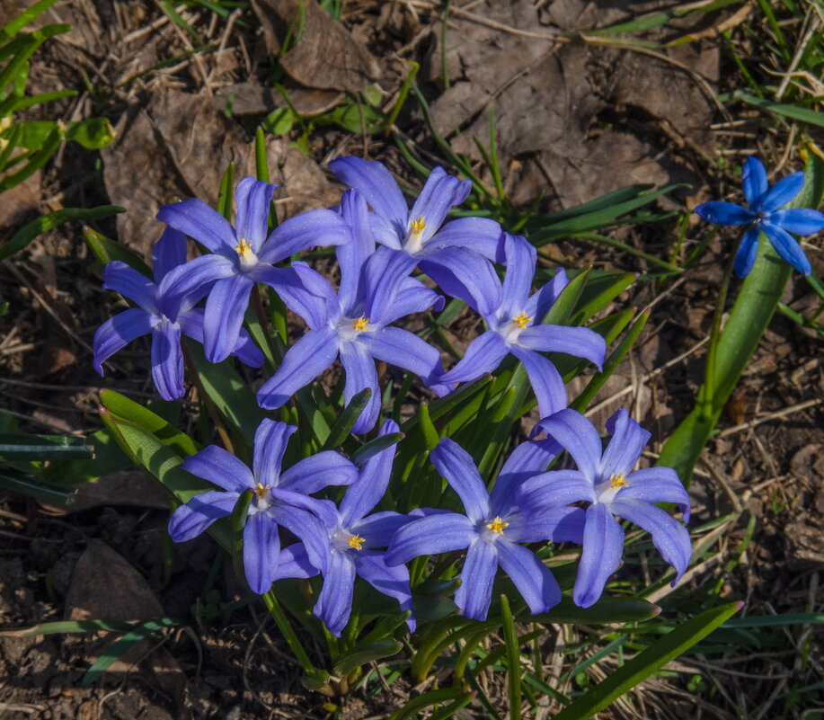 Апрельские букеты - Наталья Rosenwasser