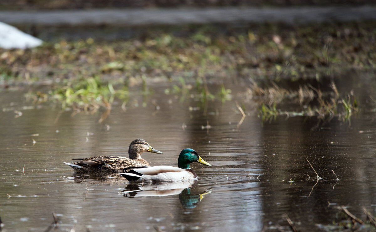 Лужа для свиданий. - Владимир Безбородов