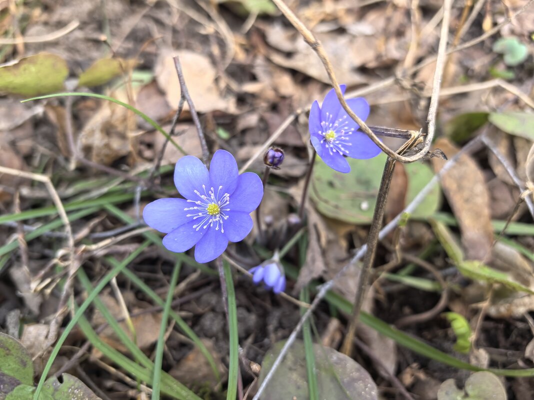 ***первоцвет со странным именем*** - Olga Oskolkova