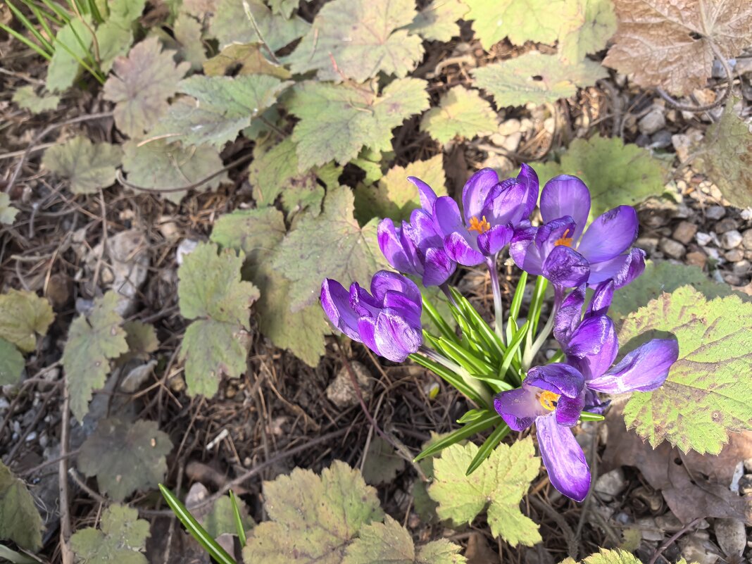 ***скромные"" - Olga Oskolkova