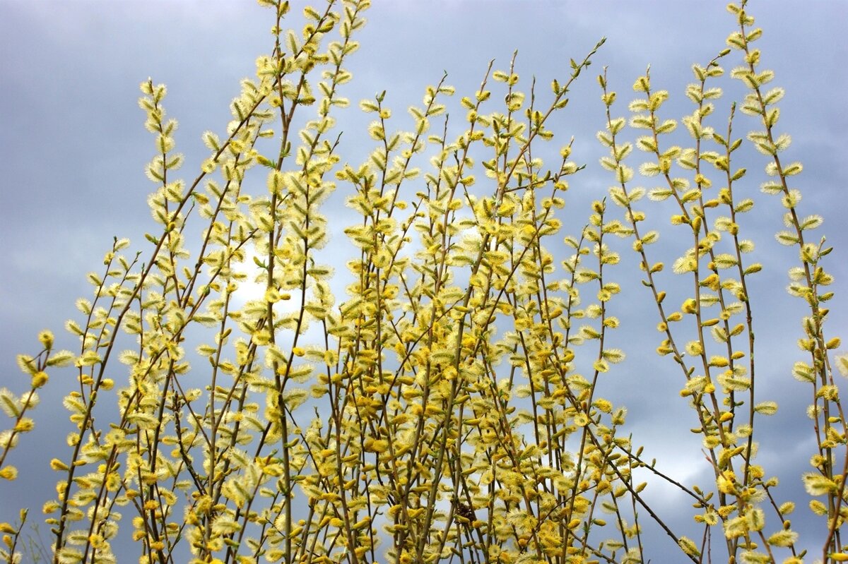 Растет верба - Галина Нестратова