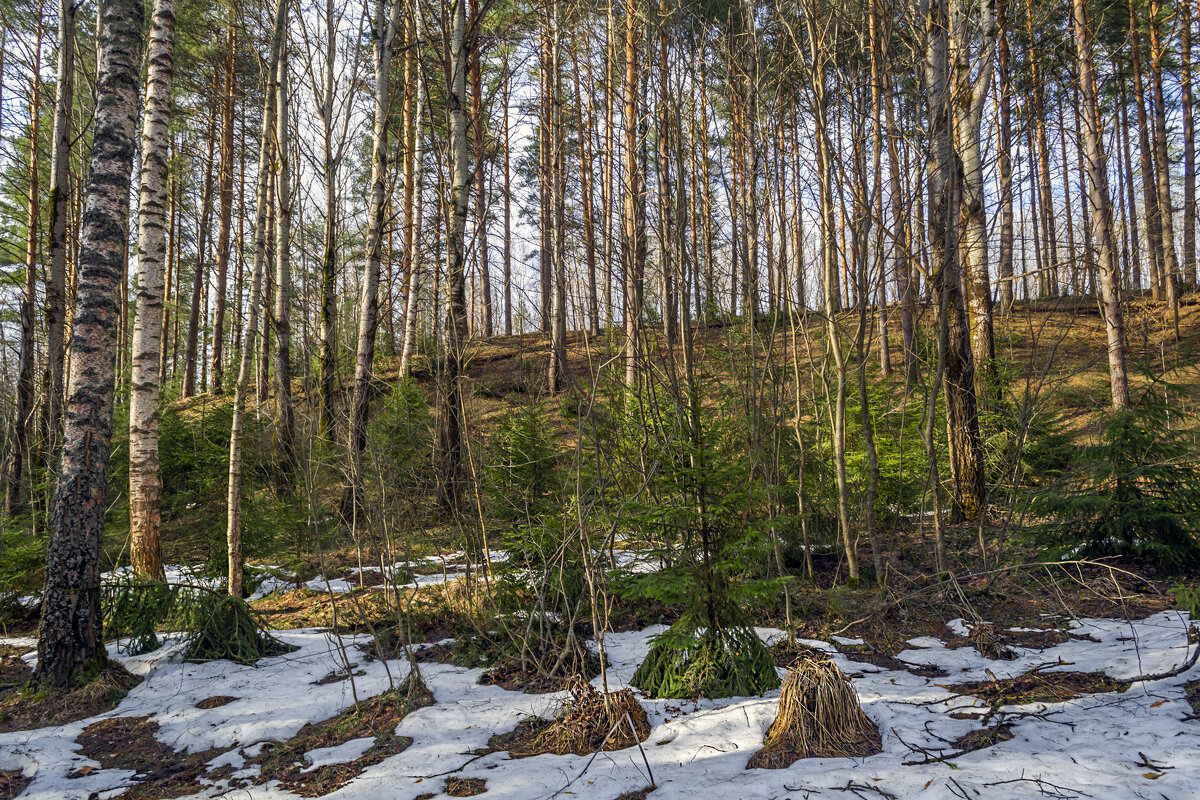 Апрельский лес веселее мартовского - Сергей Цветков