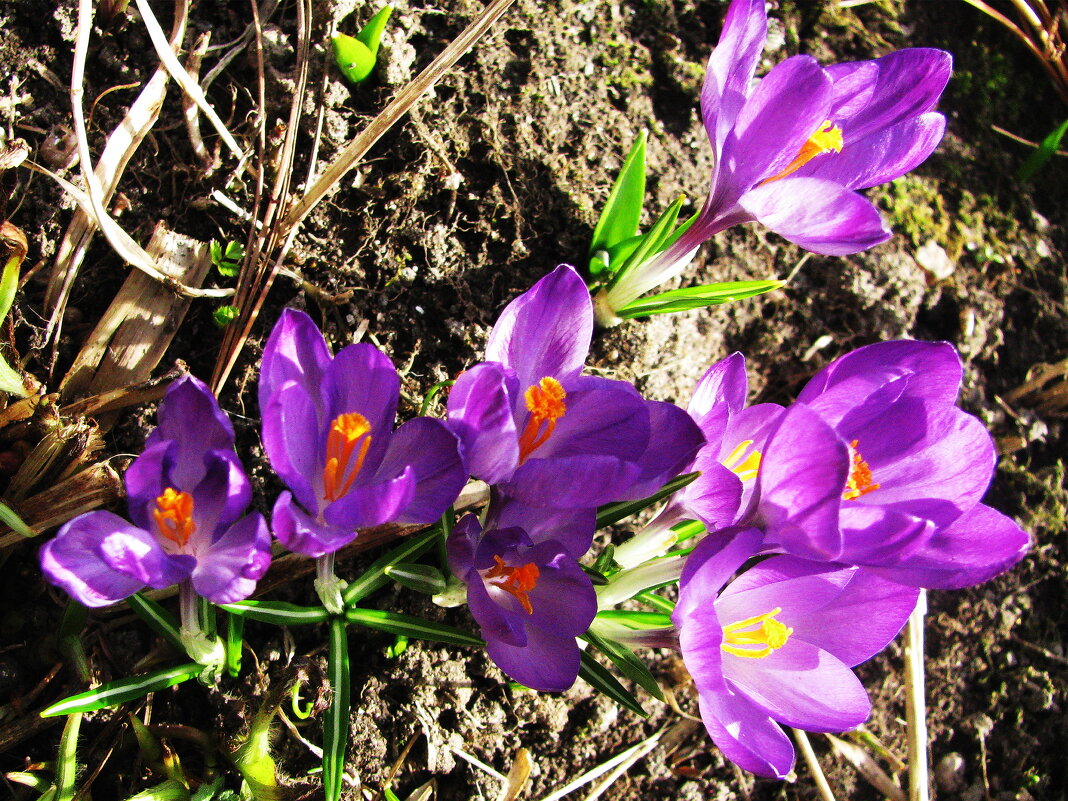 Крокусы зацвели - Людмила Смородинская