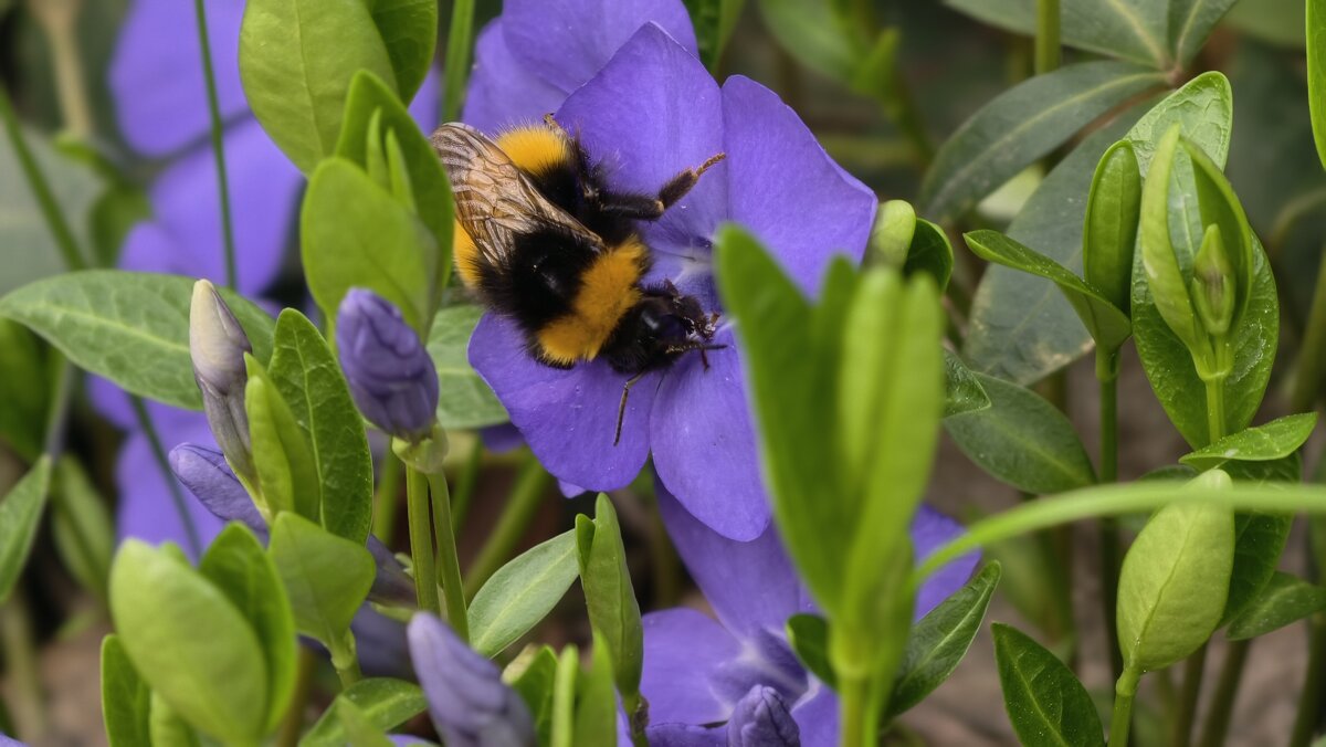 На цветке - Мариша Тим
