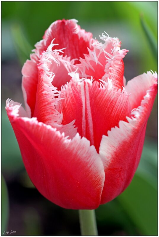 Тюльпанчик. - Владимир Попов Тюльпанчик. - Владимир Попов