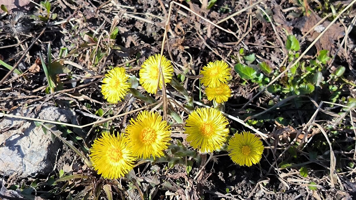 Мать-и-мачеха. - Ольга 