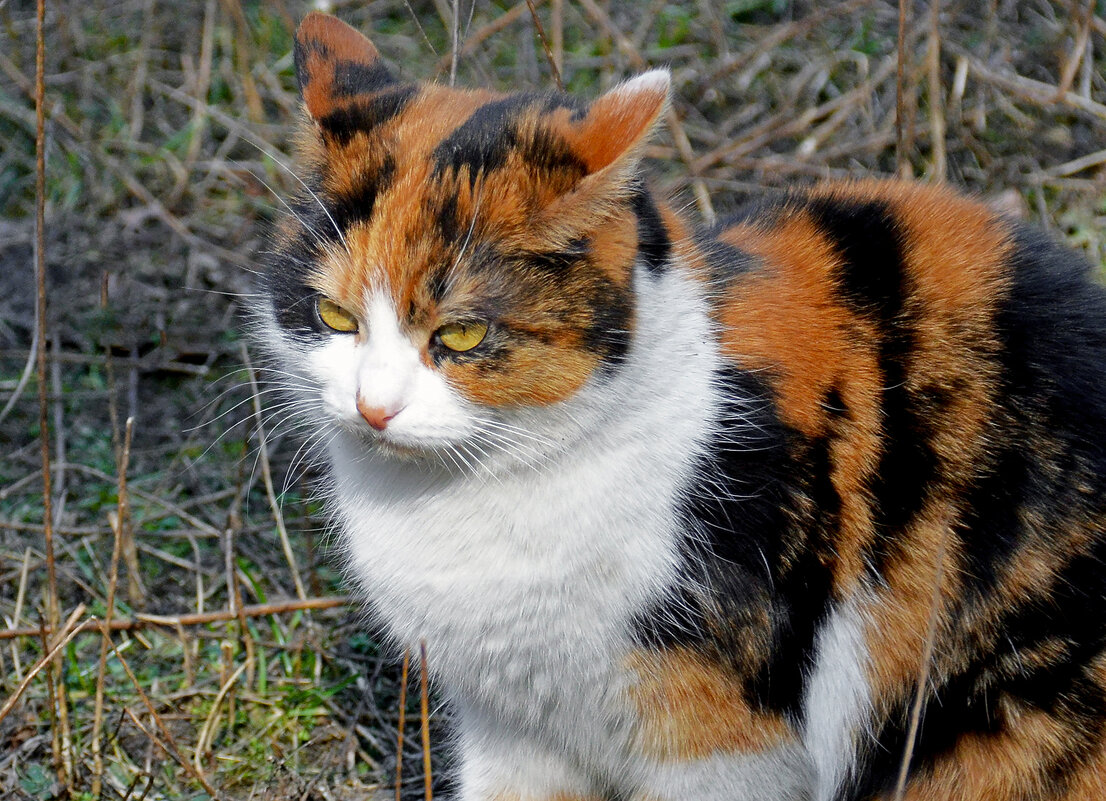 Знатный крысолов - Alexandеr P