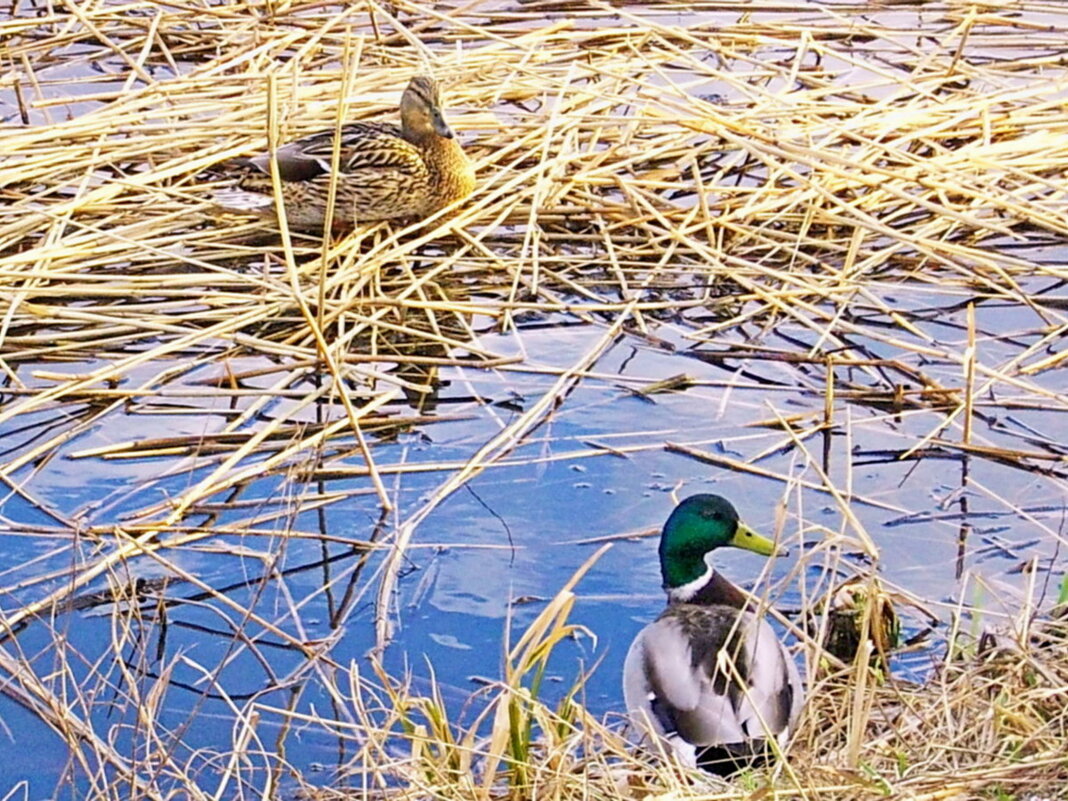 Пара - VasiLina *