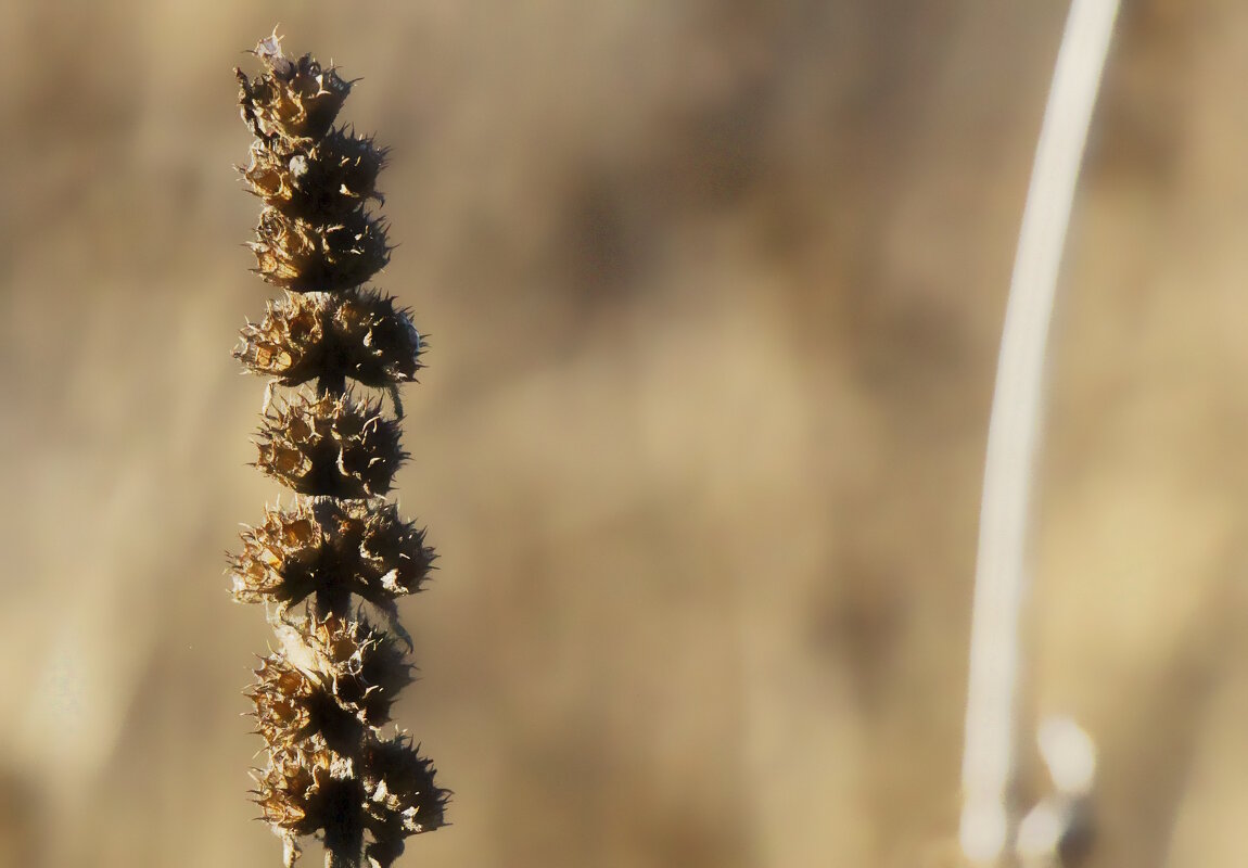 Сухоцвет. - Вячеслав. Синицын