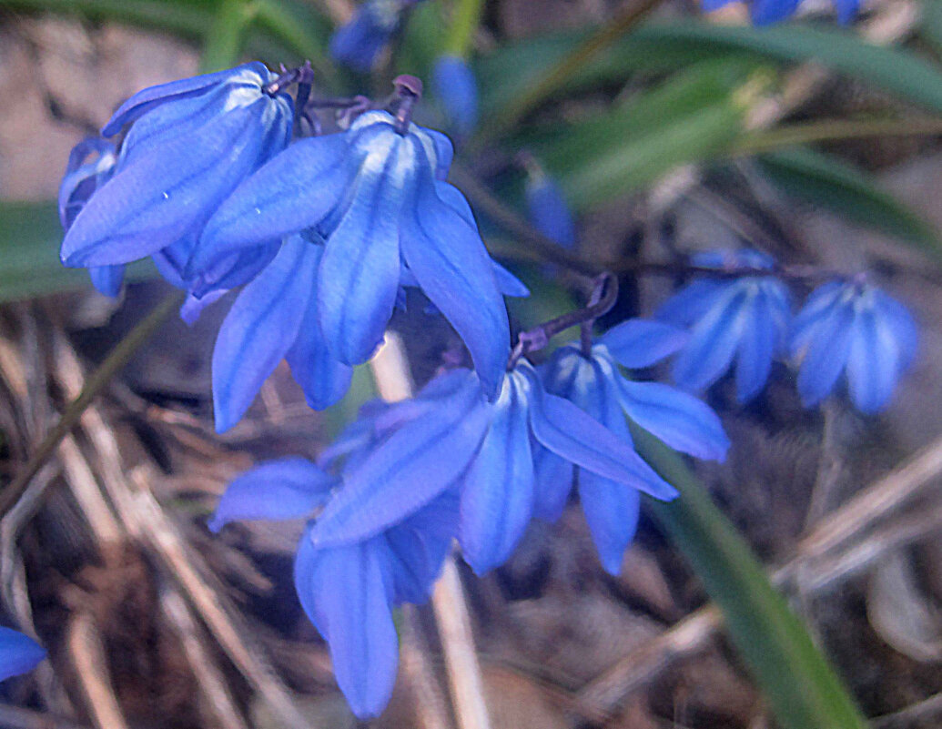 Первые - Елена Семигина