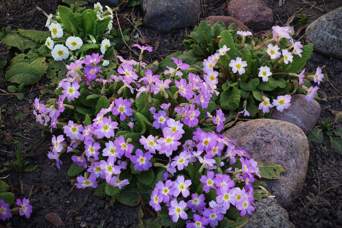 Примула - Рита Симонова