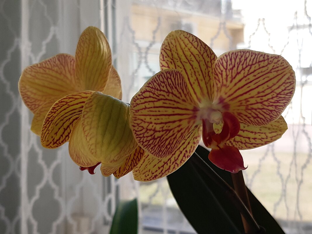 Красота всегда рядом ... - Галина Минчук