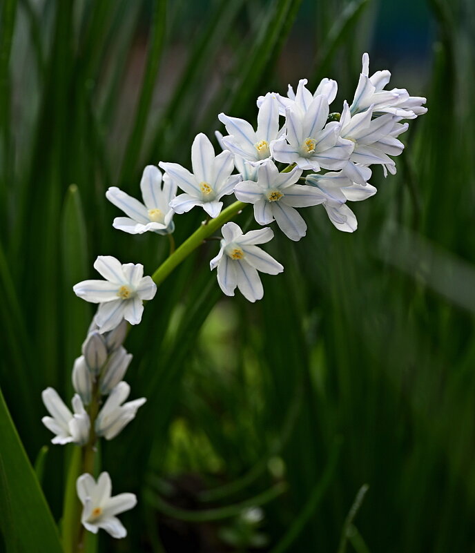 Пушкиния пролесковидная - Aleksandr .
