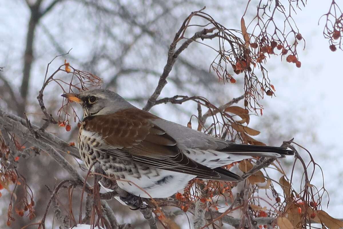 Дрозд зимой - Галина Козлова 