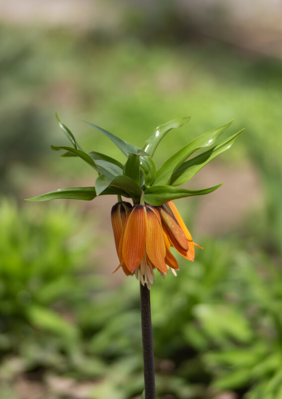 *** - Александр. AVG100 ---