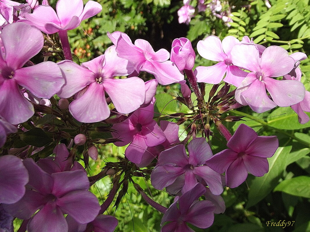 Флоксы - Freddy 97
