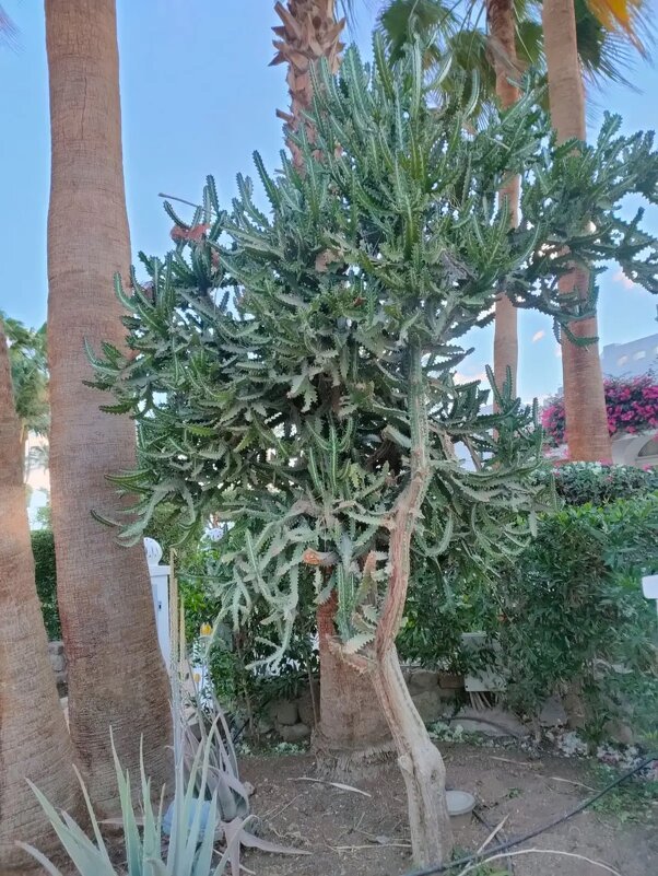 Египет. Шарм-эль-Шейх - Ирэн 