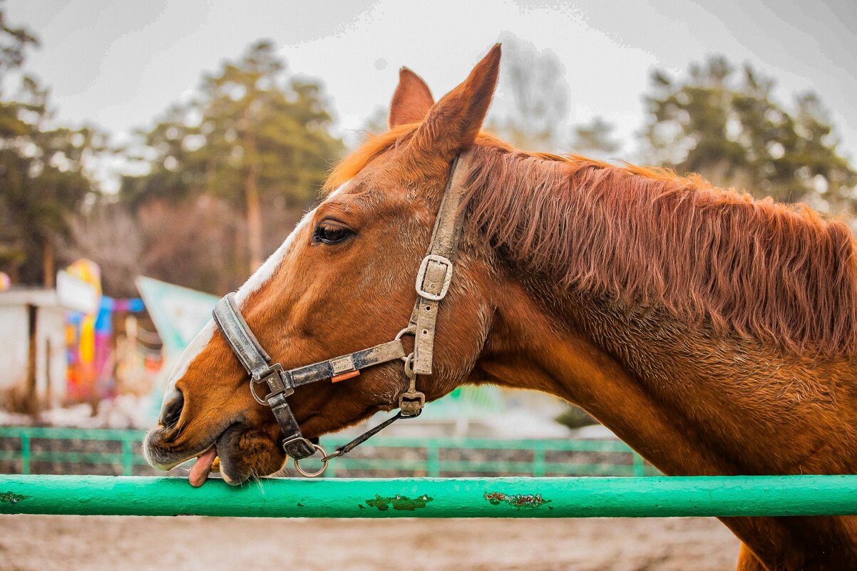 вкусно... - Аркадий Лаптенко