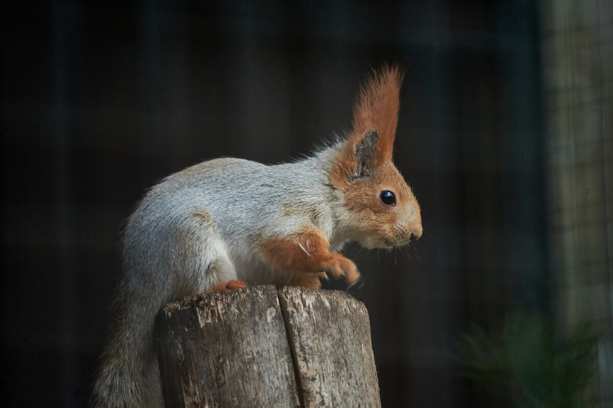 Белочка - Александр Леонов