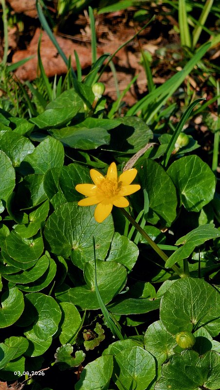 Калужница болотная. - Светлана 13.06.