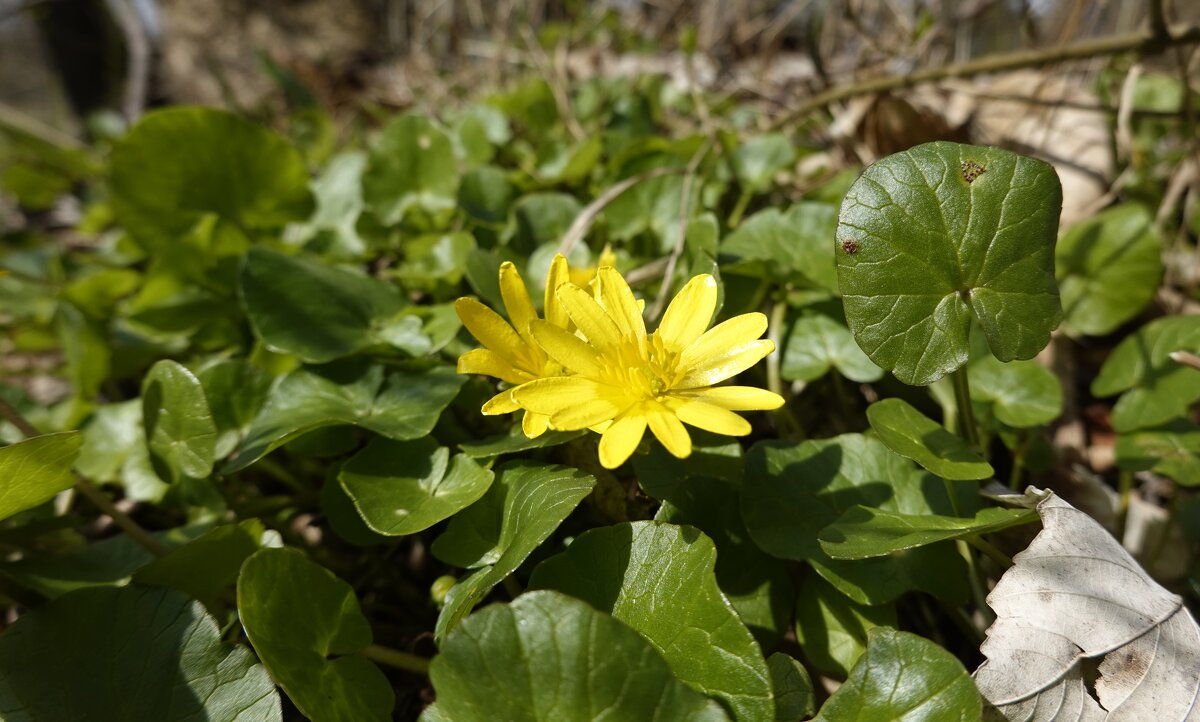 Апрельские солнышки... - Галина Апрельские солнышки... - Галина