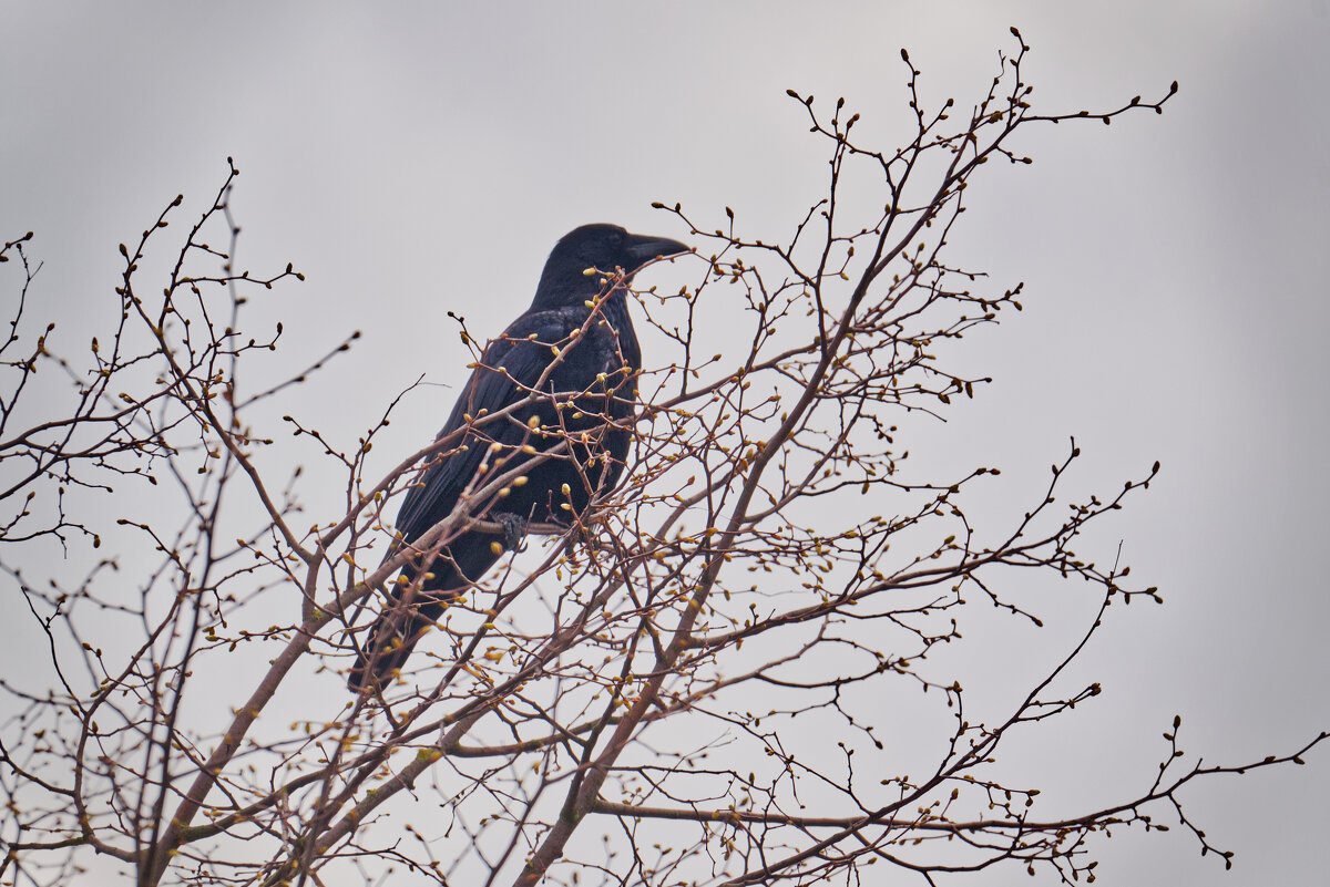 Суббота, не каркается... - Jakob Dick Суббота, не каркается... - Jakob Dick