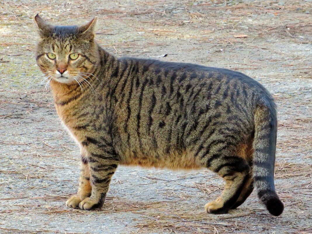 Прямоугольный кот - Андрей Снегерёв