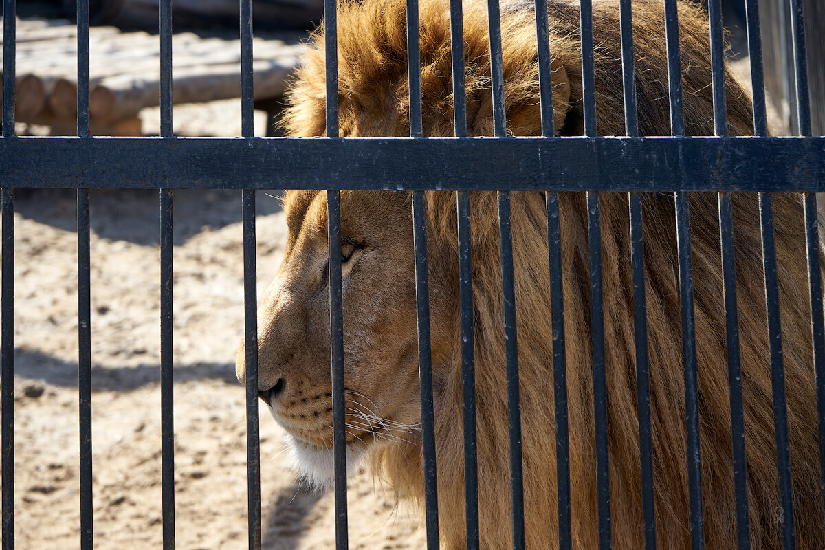 За решёткой. Самарский ззопарк - Олег Манаенков За решёткой. Самарский ззопарк - Олег Манаенков