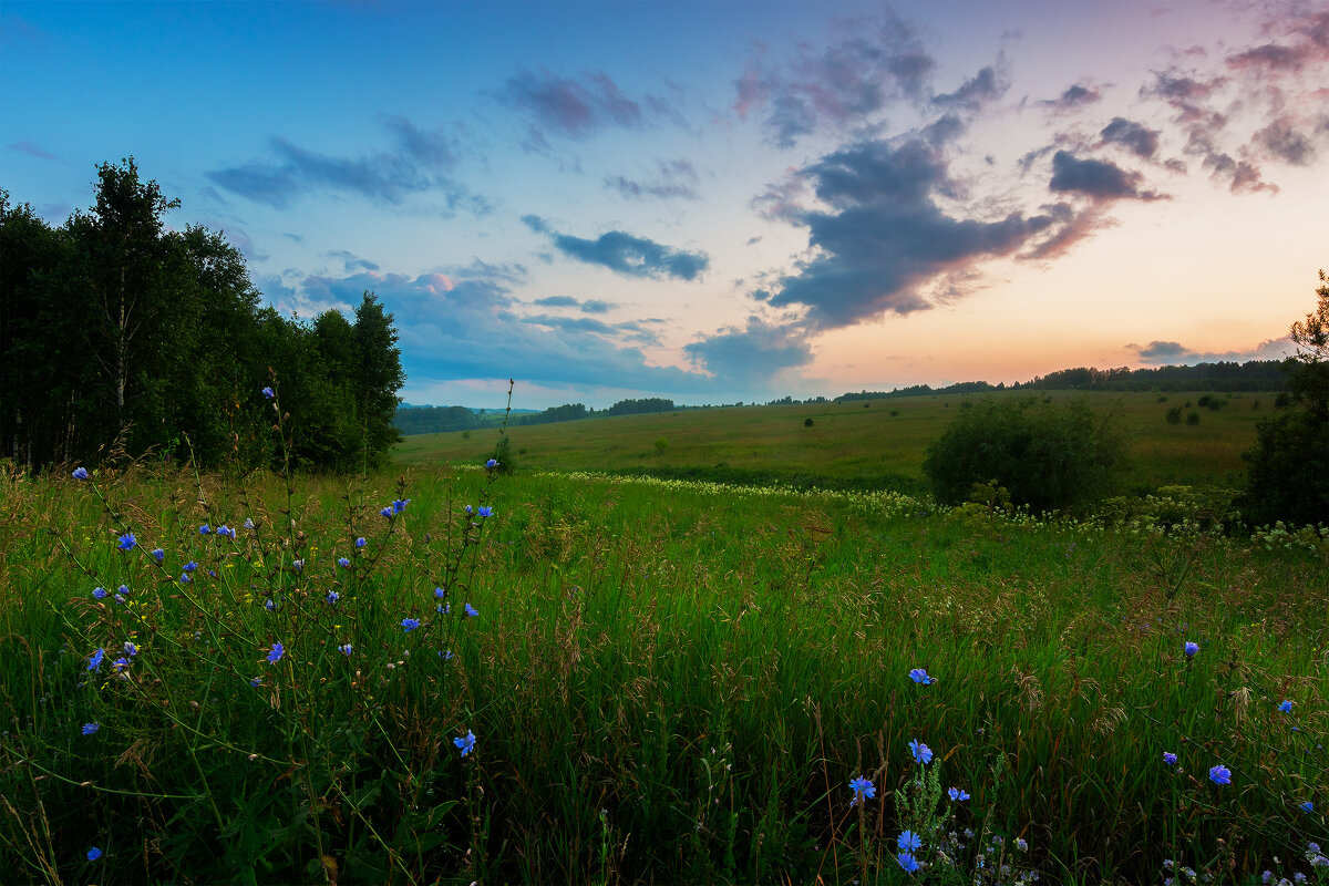 Цикорий - Евгений Голубев Цикорий - Евгений Голубев
