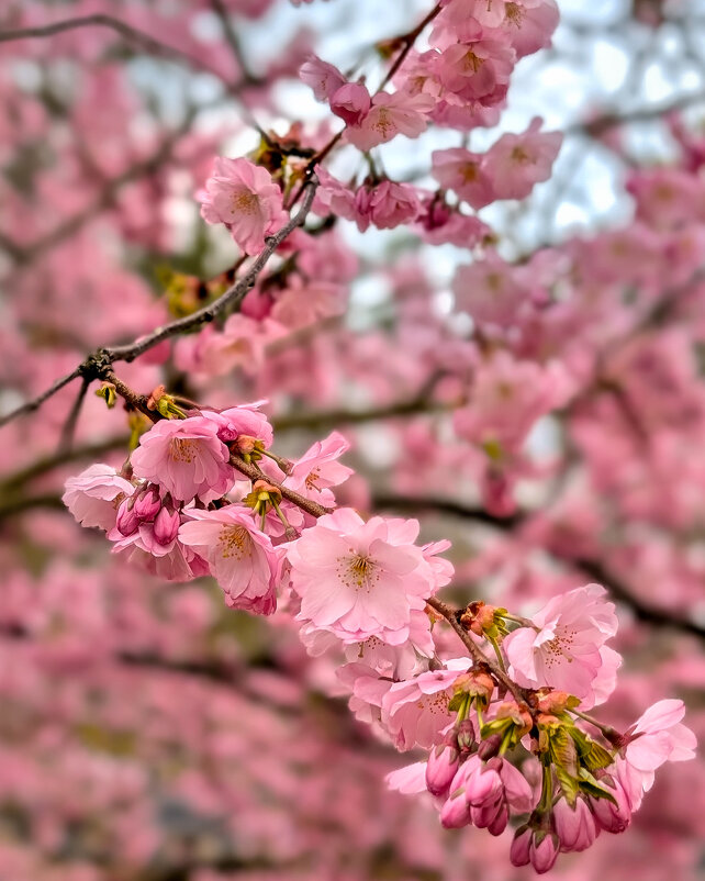 Вишни цветут - Tarus 