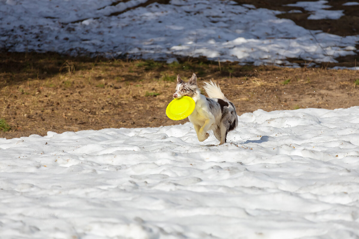 Собака с тарелочкой - Александр Синдерёв