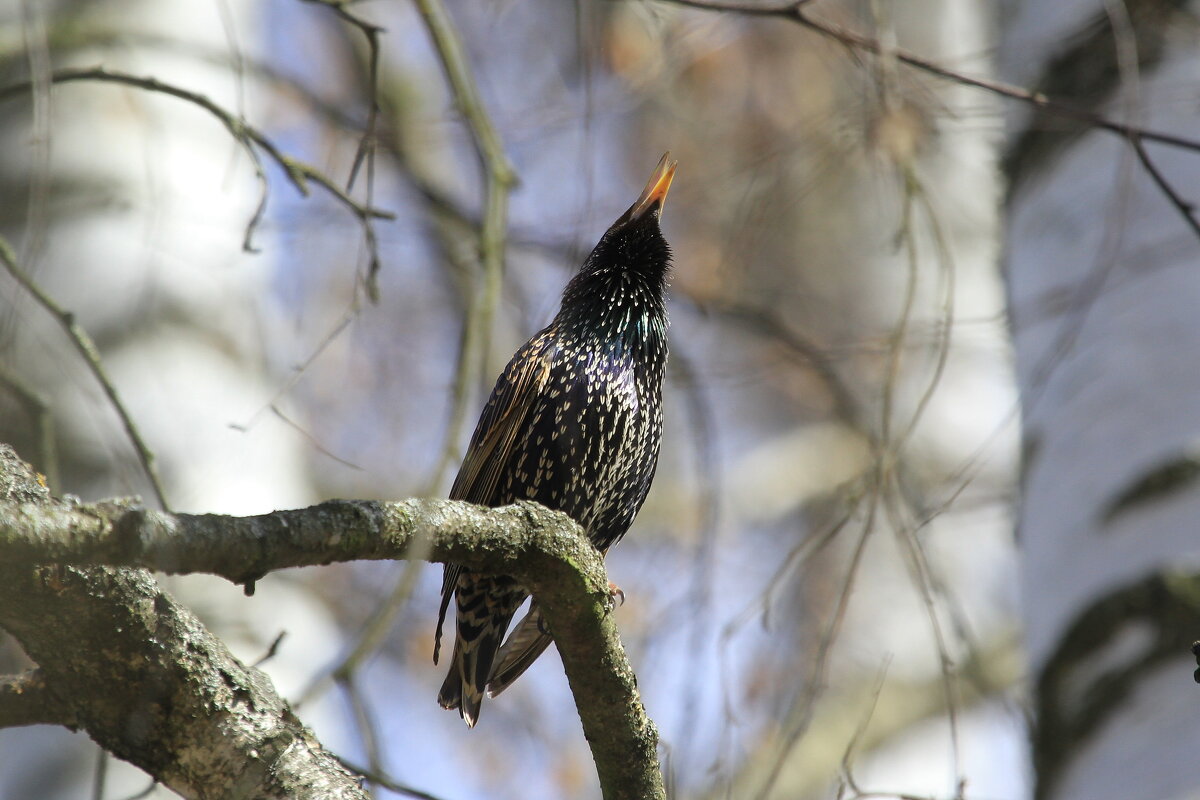Апрельский певун - Ninell Nikitina Апрельский певун - Ninell Nikitina