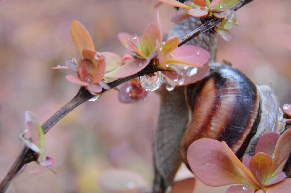 Капельки дождя... - Надежда Куркина 
