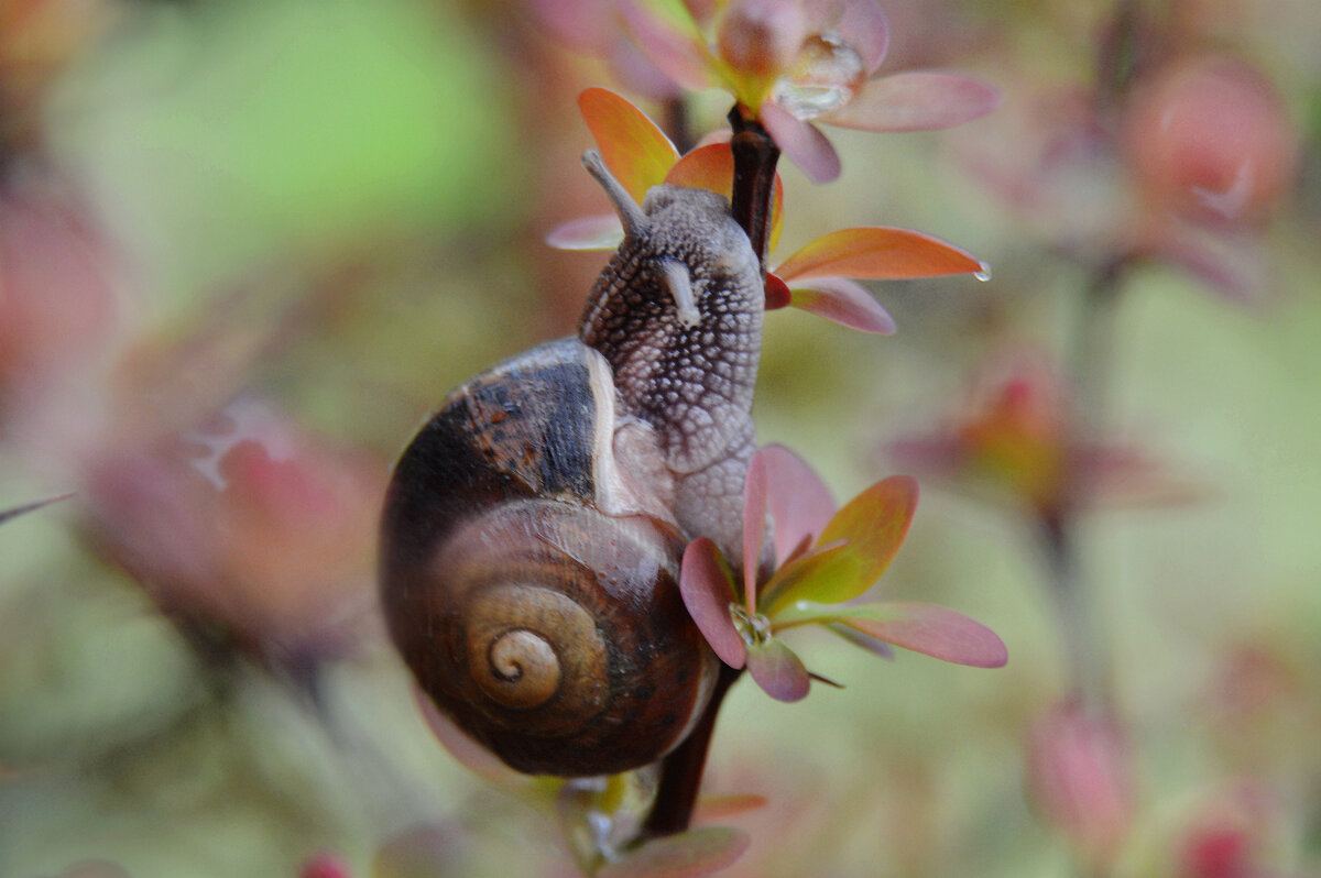 *** - Надежда Куркина 
