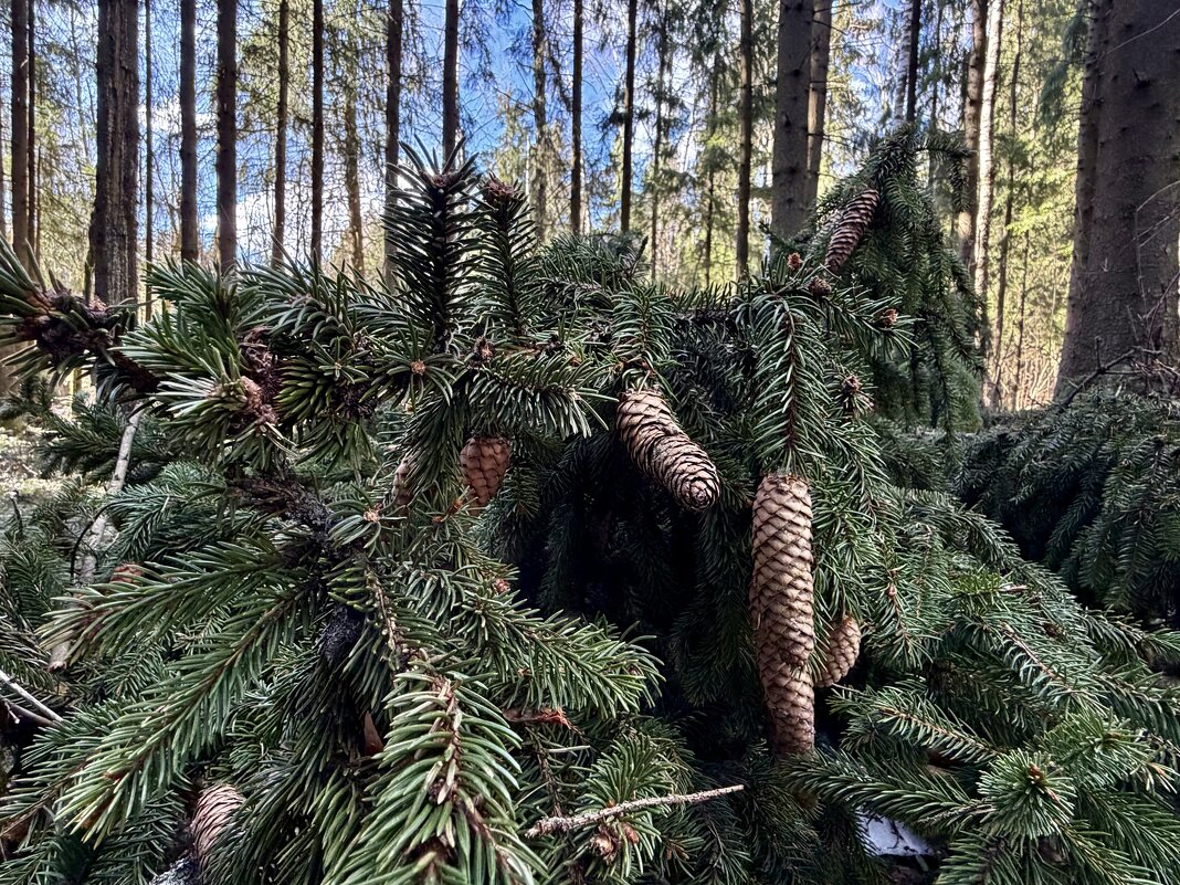 Шишкин лес) - Любовь 