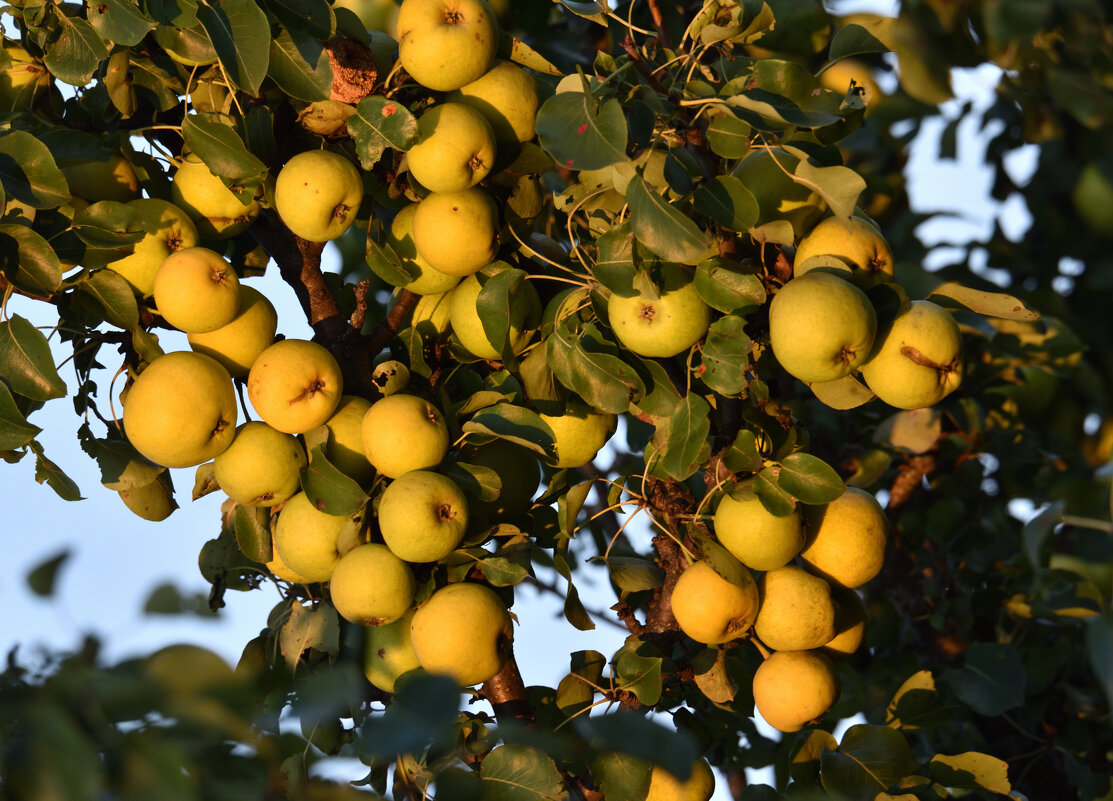 Лесные. На закате - Юрий Воронов