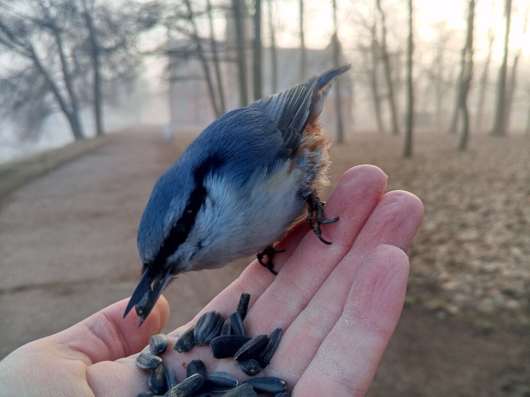 Поползень - Сапсан Поползень - Сапсан