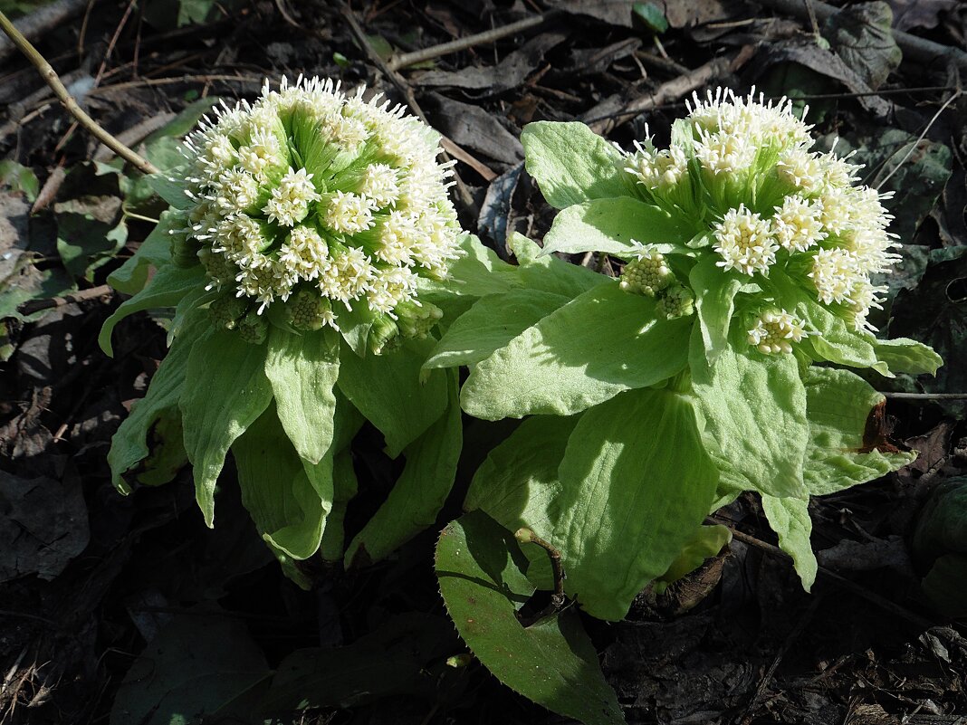 Белокопытник японский - Лидия Бусурина