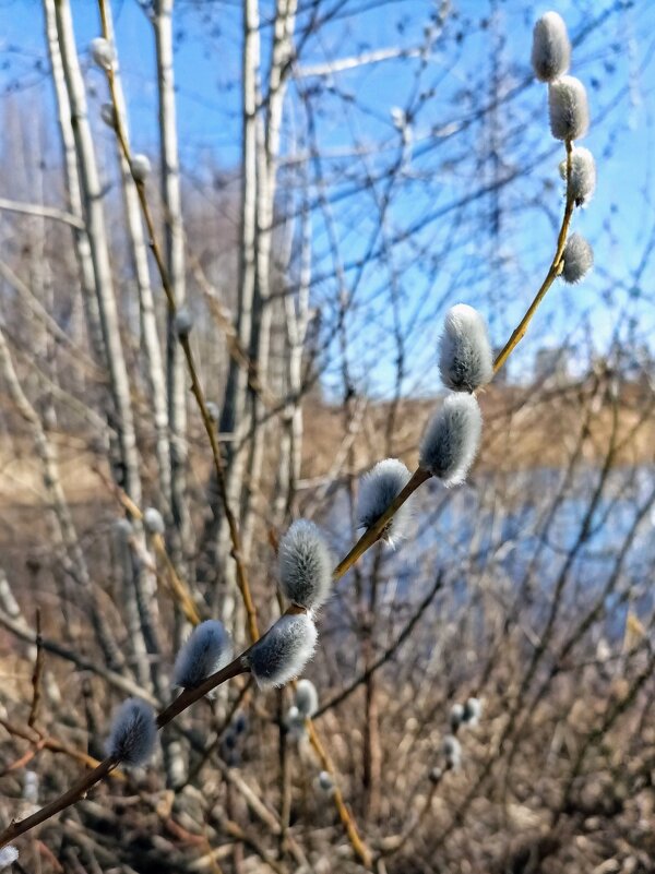 С Вербным воскресеньем! - Veera V