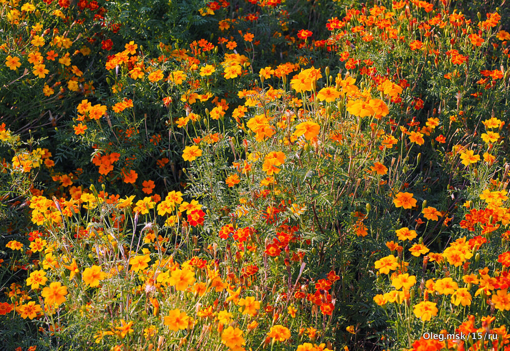 они на радость нам даны - Олег Лукьянов они на радость нам даны - Олег Лукьянов