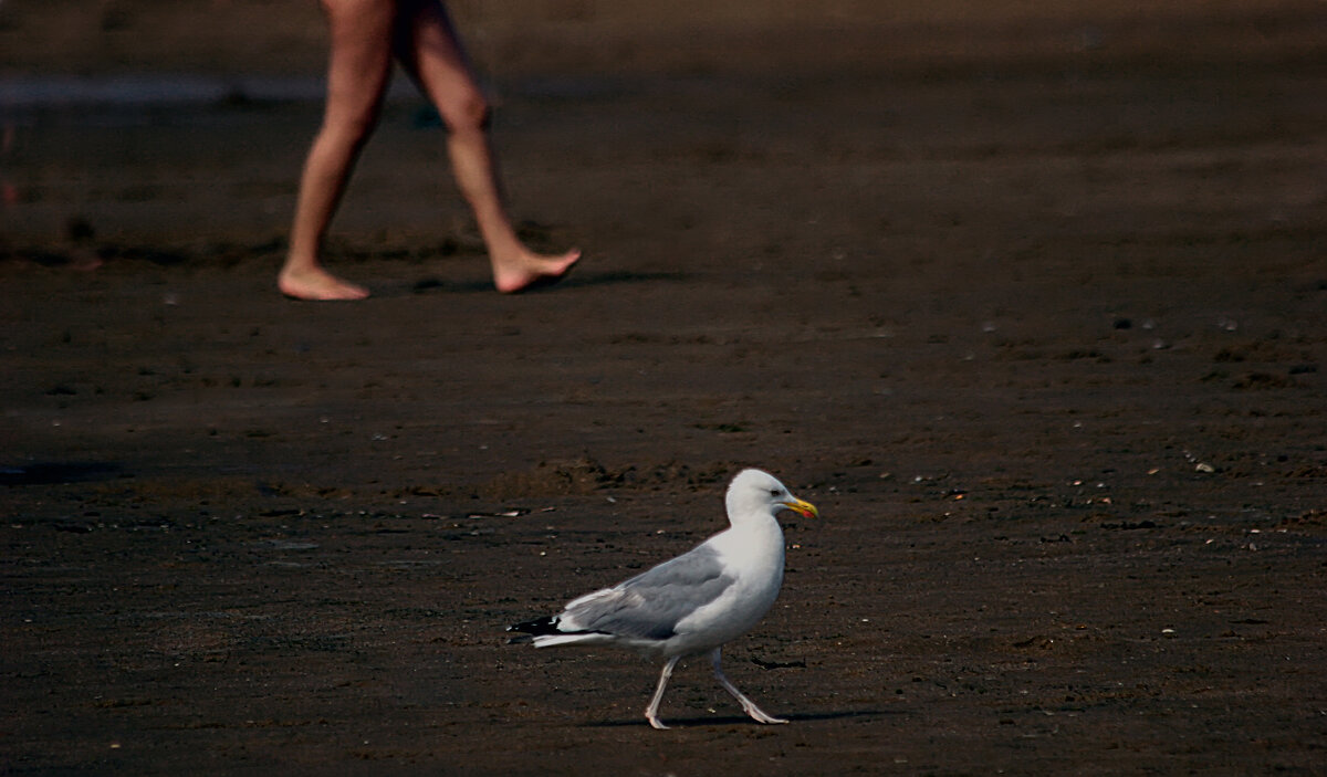 В ногу весело шагать - Valziwa 