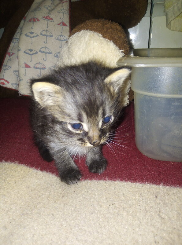 Познаю мир - Сергей Кочнев Познаю мир - Сергей Кочнев