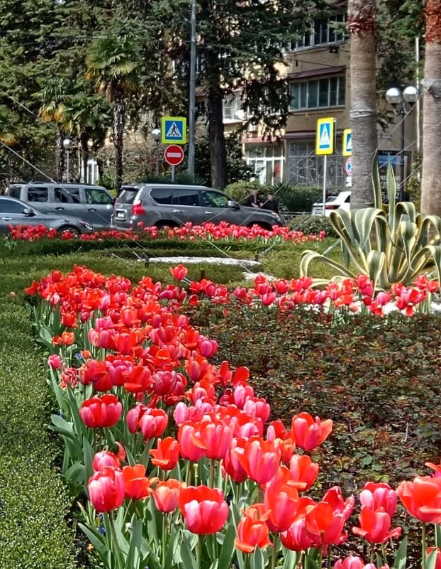 СОЧИ. НАВАГИНСКАЯ ул. - Tata Wolf